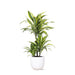 Dracaena Citron Lime Och Dess Kruka