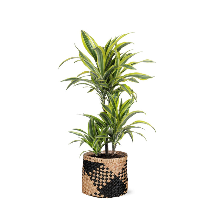 Dracaena Citron Lime Och Dess Kruka