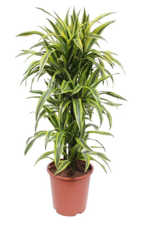 Dracaena 'Lemon Lime'