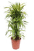 Dracaena 'Lemon Lime'