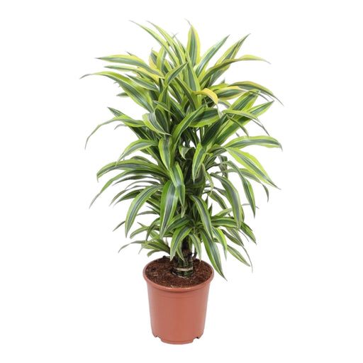 Dracaena 'Lemon Lime'