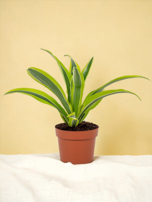 Dracaena Citronlime