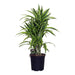 Dracaena 'Lemon Lime'