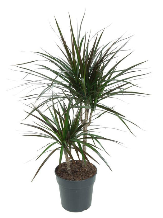 Dracaena Magenta