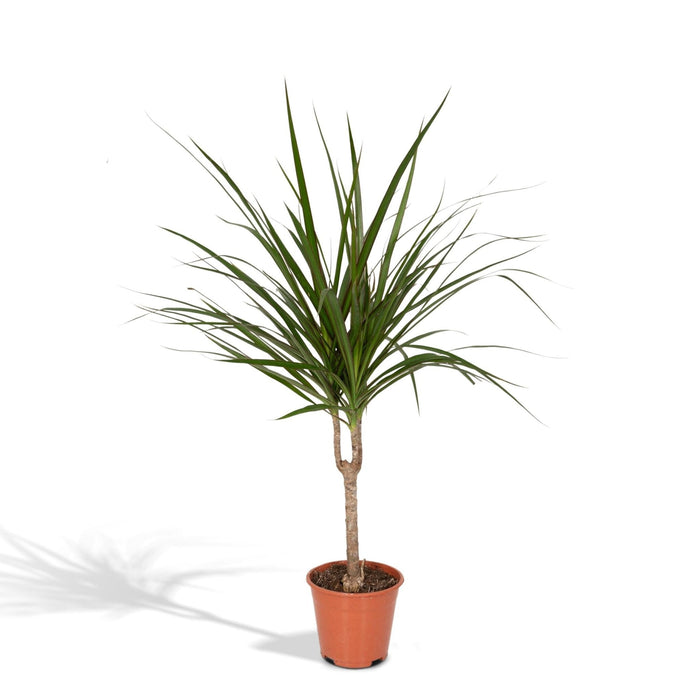 Dracaena Marginata