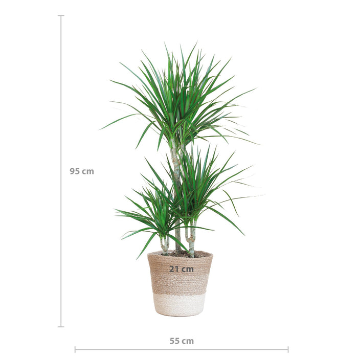 Dracaena Marginata Och Dess Kruka