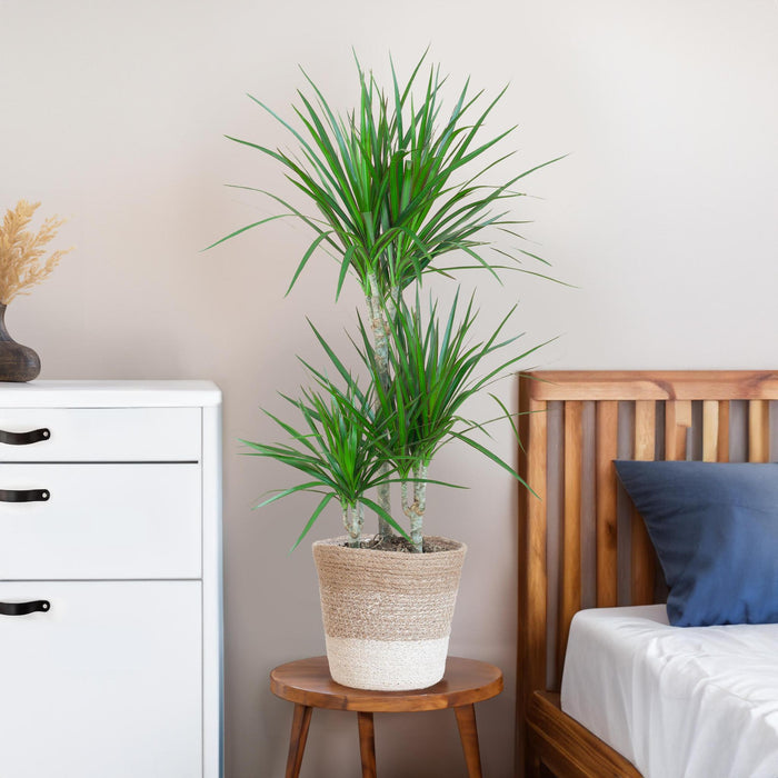 Dracaena Marginata Och Dess Kruka