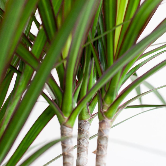 Dracaena Marginata Och Dess Kruka