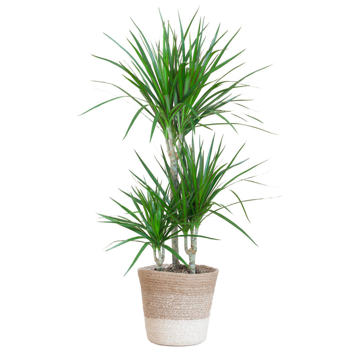 Dracaena Marginata Och Dess Kruka