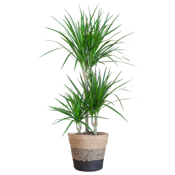 Dracaena Marginata Och Dess Kruka