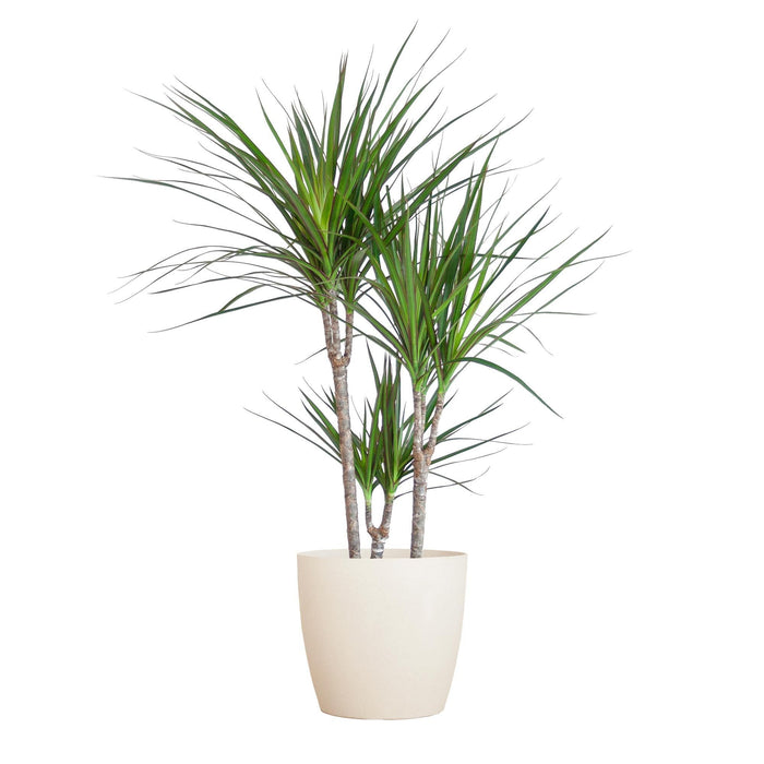 Dracaena Marginata Och Dess Kruka