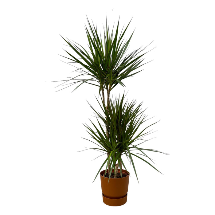 Dracaena Marginata Och Dess Kruka