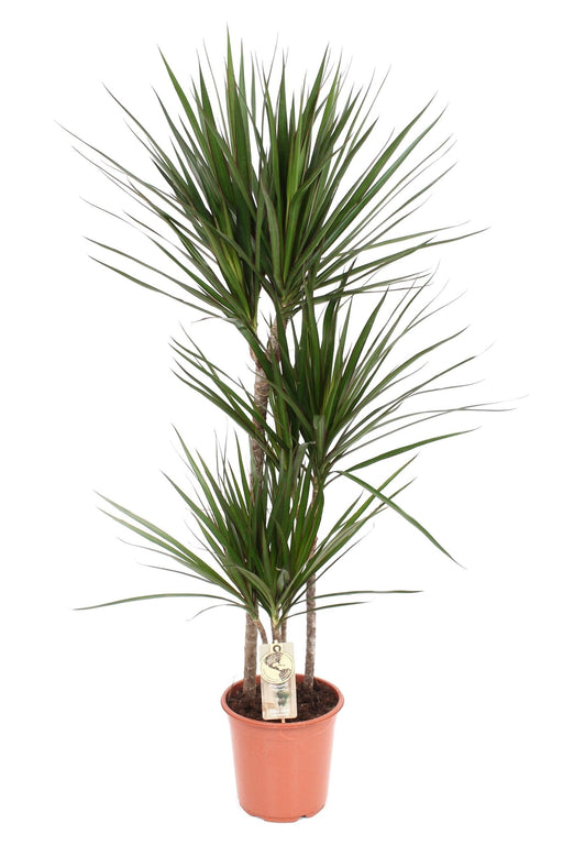 Dracaena Marginata