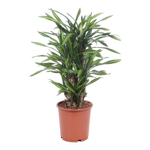 Dracaena 'Riki'