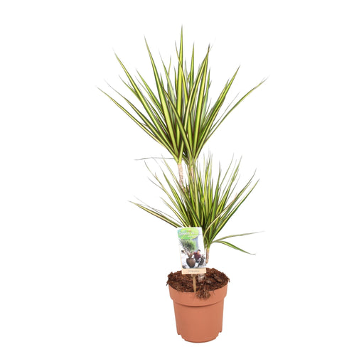 Dracaena "Sunray"