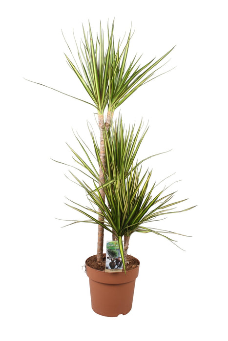 Dracaena "Sunray"