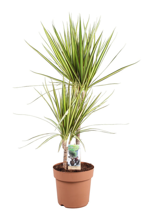 Dracaena "Sunray"