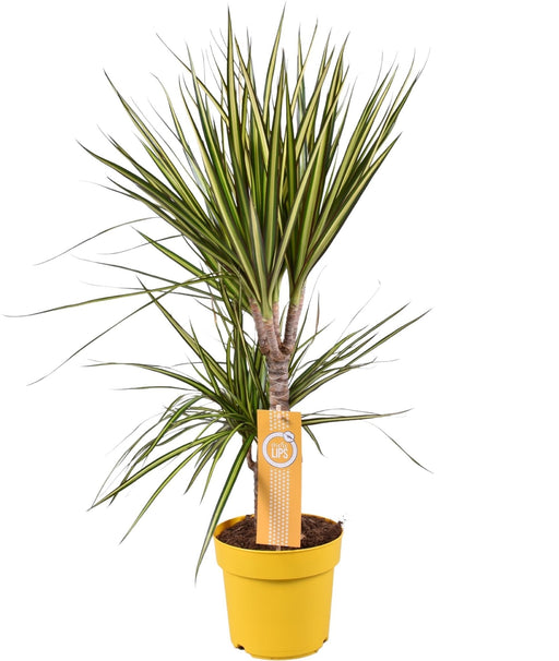 Dracaena "Sunray"