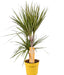 Dracaena "Sunray"