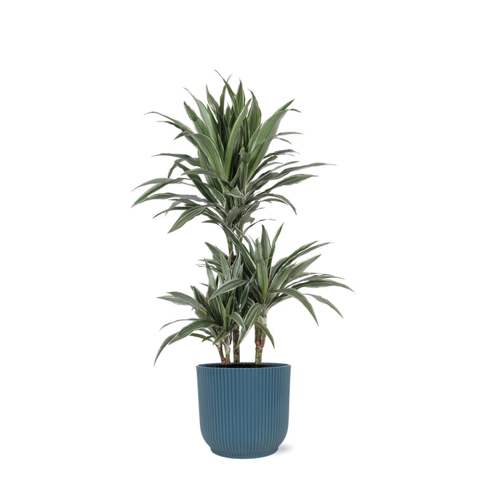 Dracaena Warneckii Och Dess Kruka