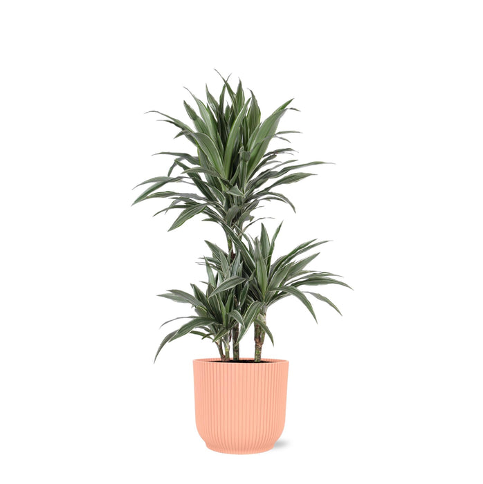 Dracaena Warneckii Och Dess Kruka