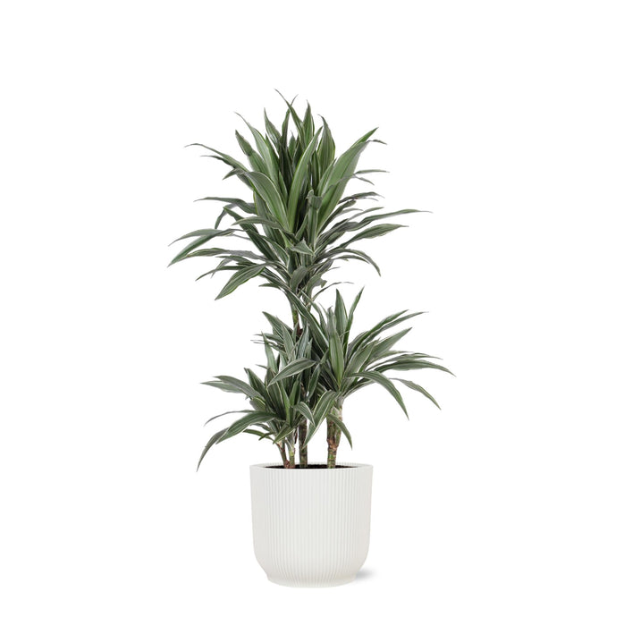 Dracaena Warneckii Och Dess Kruka