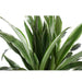 Dracaena Warneckii Och Dess Kruka