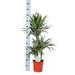 Dracaena Warneckii Och Dess Kruka