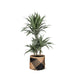 Dracaena Warneckii Och Dess Kruka