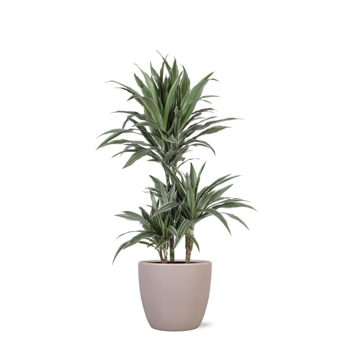 Dracaena Warneckii Och Dess Kruka