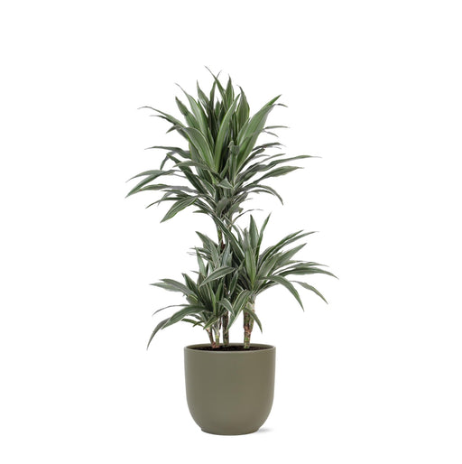 Dracaena Warneckii Och Dess Kruka