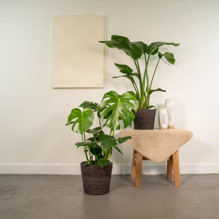 Duon Strelitzia Nicolai Och Monstera