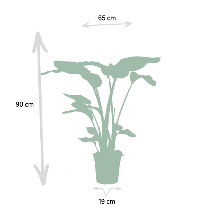 Duon Strelitzia Nicolai Och Monstera