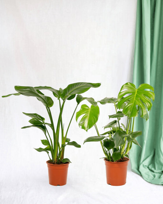 Duon Strelitzia Nicolai Och Monstera