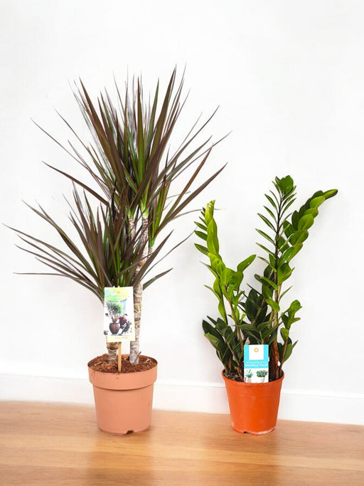 Easycare Large Plant Duo