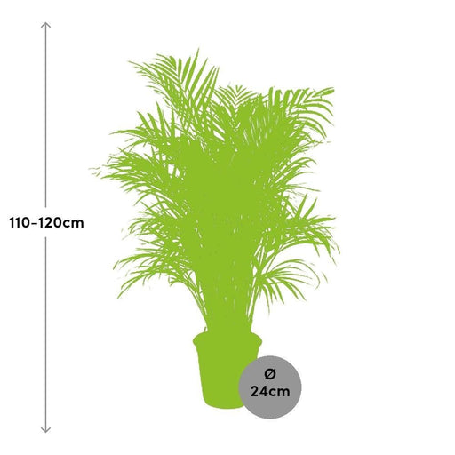 Dypsis Lutescens