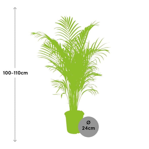 Dypsis Lutescens