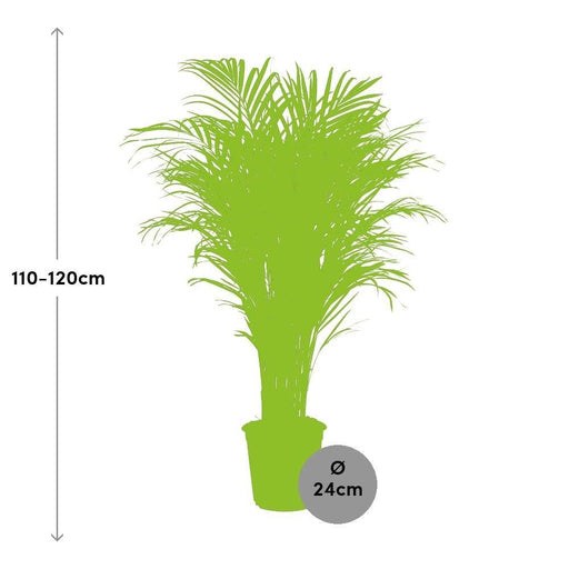 Dypsis Lutescens