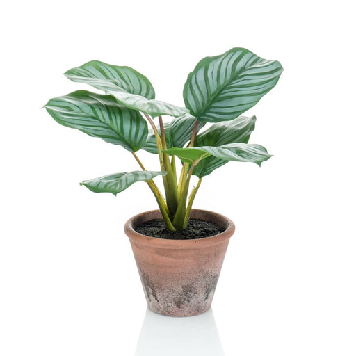 Emerald Calathea Orbifolia Artificiell Terra 32 Cm I Kruka