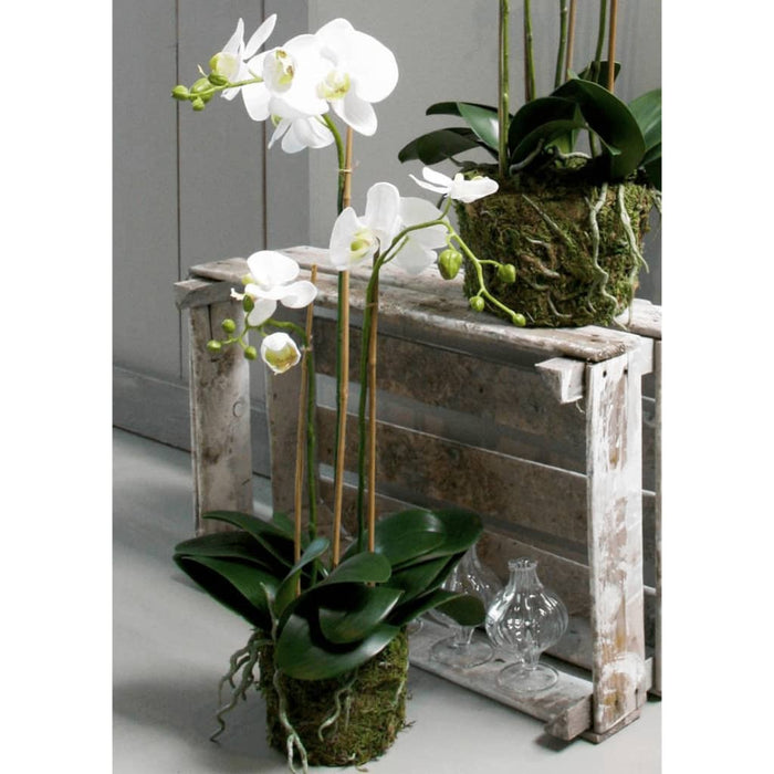 Emerald Artificiell Phalaenopsis Orchid 70 Cm Vit