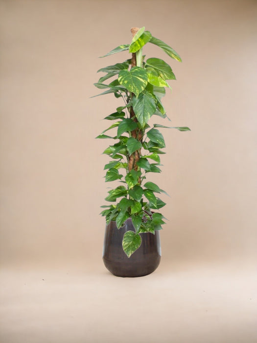 Epipremnum Aureum Pothos