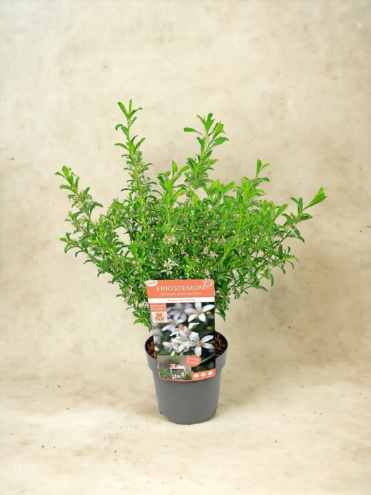 Eriostemon Vita Vaxblommor D17Cm H50Cm- Ø17Cm - ↕50Cm