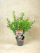 Eriostemon Vita Vaxblommor D17Cm H50Cm- Ø17Cm - ↕50Cm