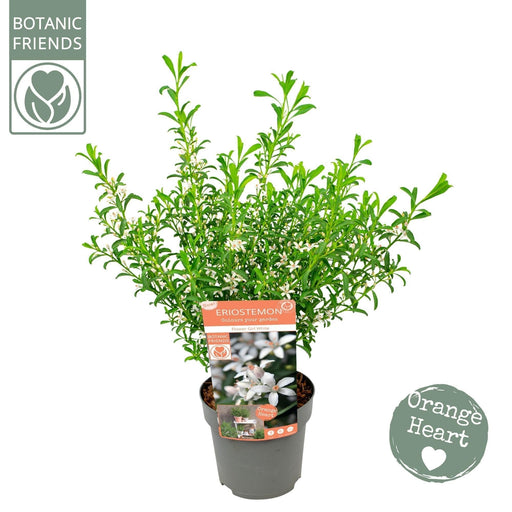 Eriostemon Vita Vaxblommor D17Cm H50Cm- Ø17Cm - ↕50Cm