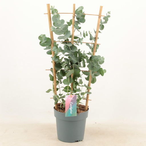 Eucalyptus Cinerea Silver D17Cm H60Cm