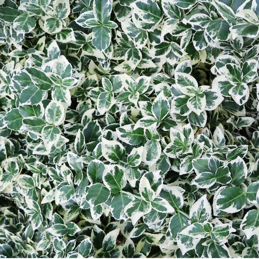 Euonymus