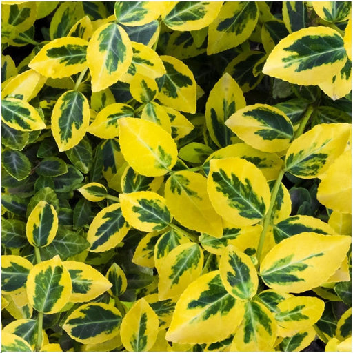 Euonymus Fortunei 'Emerald Gold' - Set Om 6