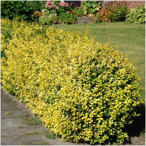 Euonymus Fortunei 'Emerald Gold' - Set Om 6