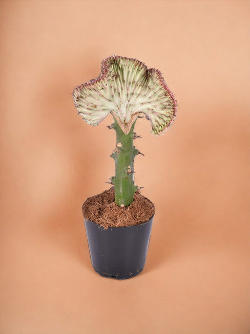 Euphorbia Lactea Cristata Rood