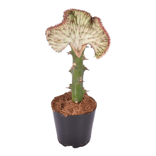 Euphorbia Lactea Cristata Rood